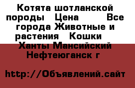 Котята шотланской породы › Цена ­ 40 - Все города Животные и растения » Кошки   . Ханты-Мансийский,Нефтеюганск г.